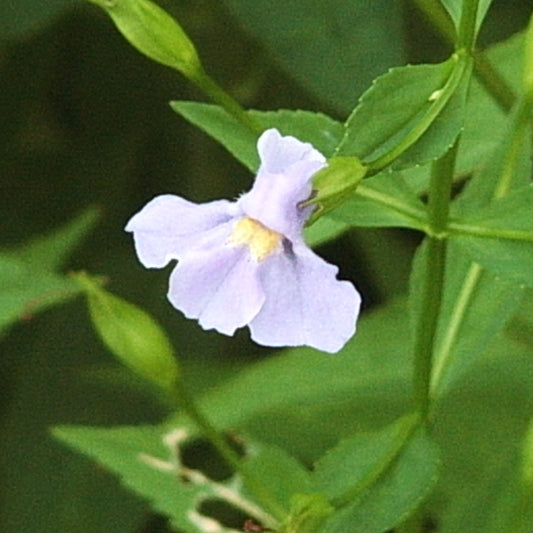 Mimulus ringens (Allegehney Monkey Flower)