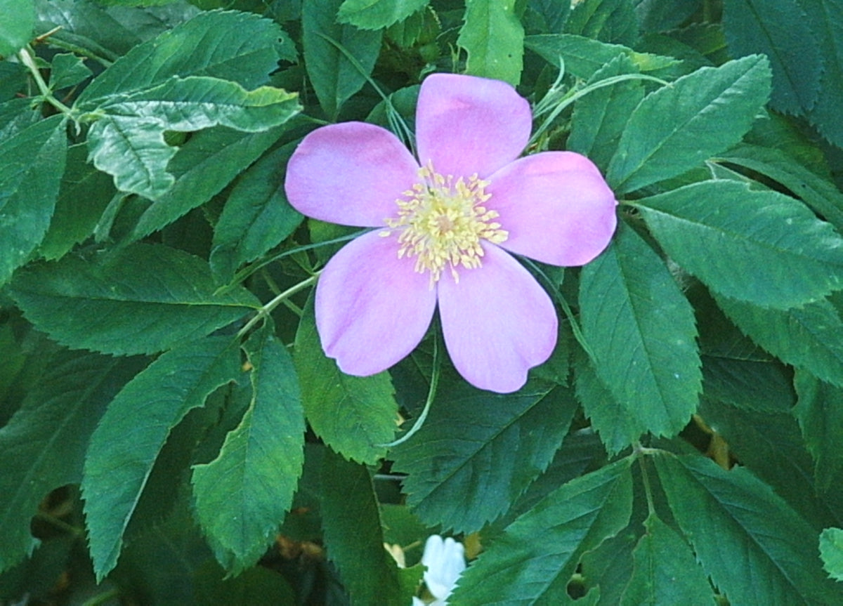 Rosa palustris (Swamp Rose)