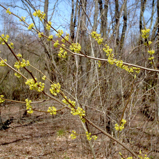Lindera benzoin (Spicebush)