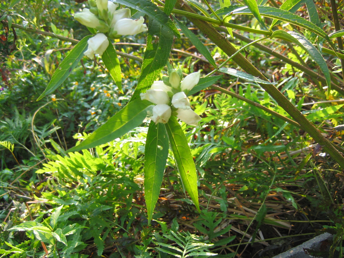 Chelone glabra (Turtlehead)