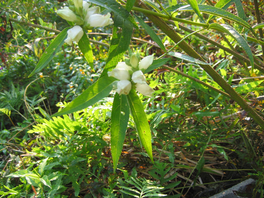 Chelone glabra (Turtlehead)