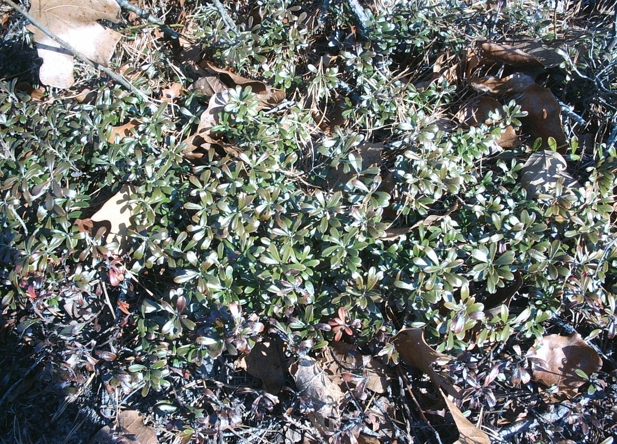 Arcostaphylos uva-ursi (Bearberry)