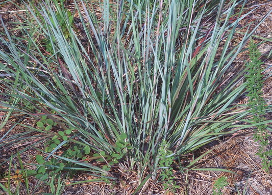 Schizachyrium scoparium (Little Bluestem)