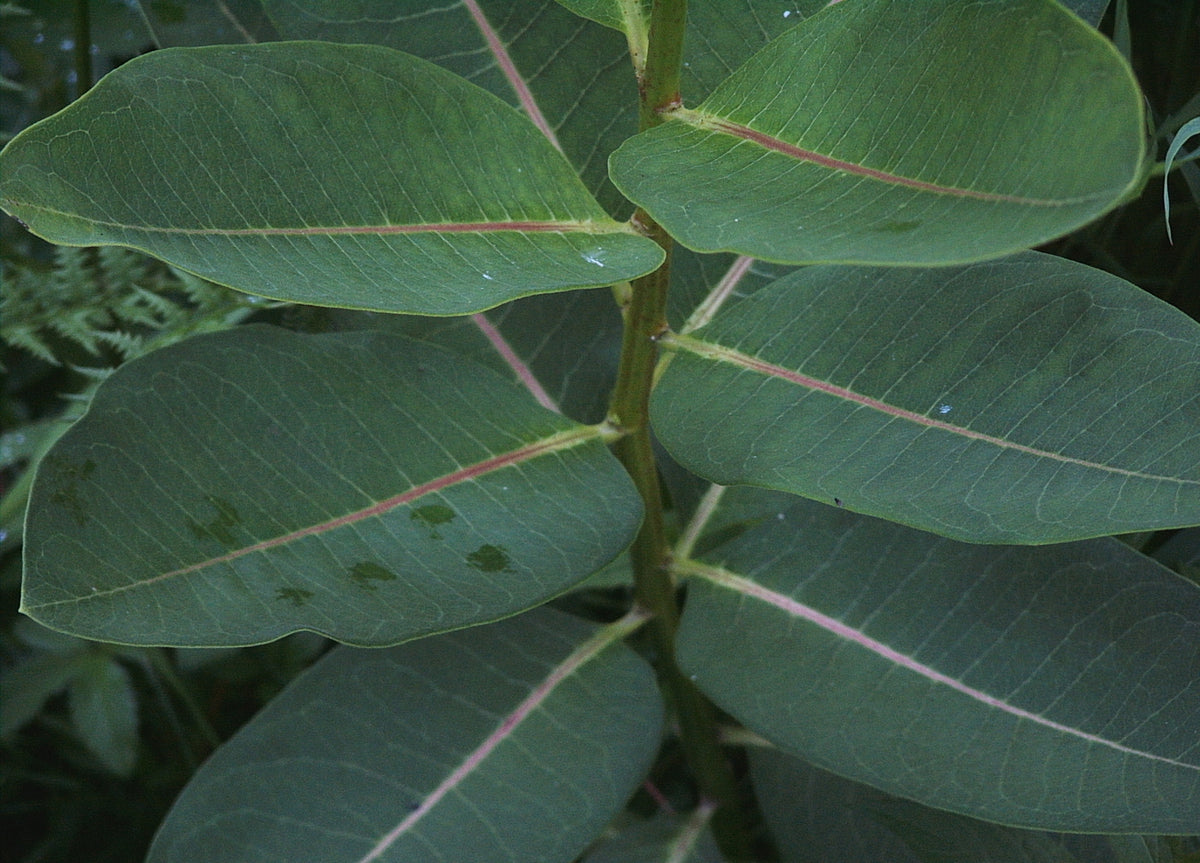 Asclepias syriaca (Common Milkweed)