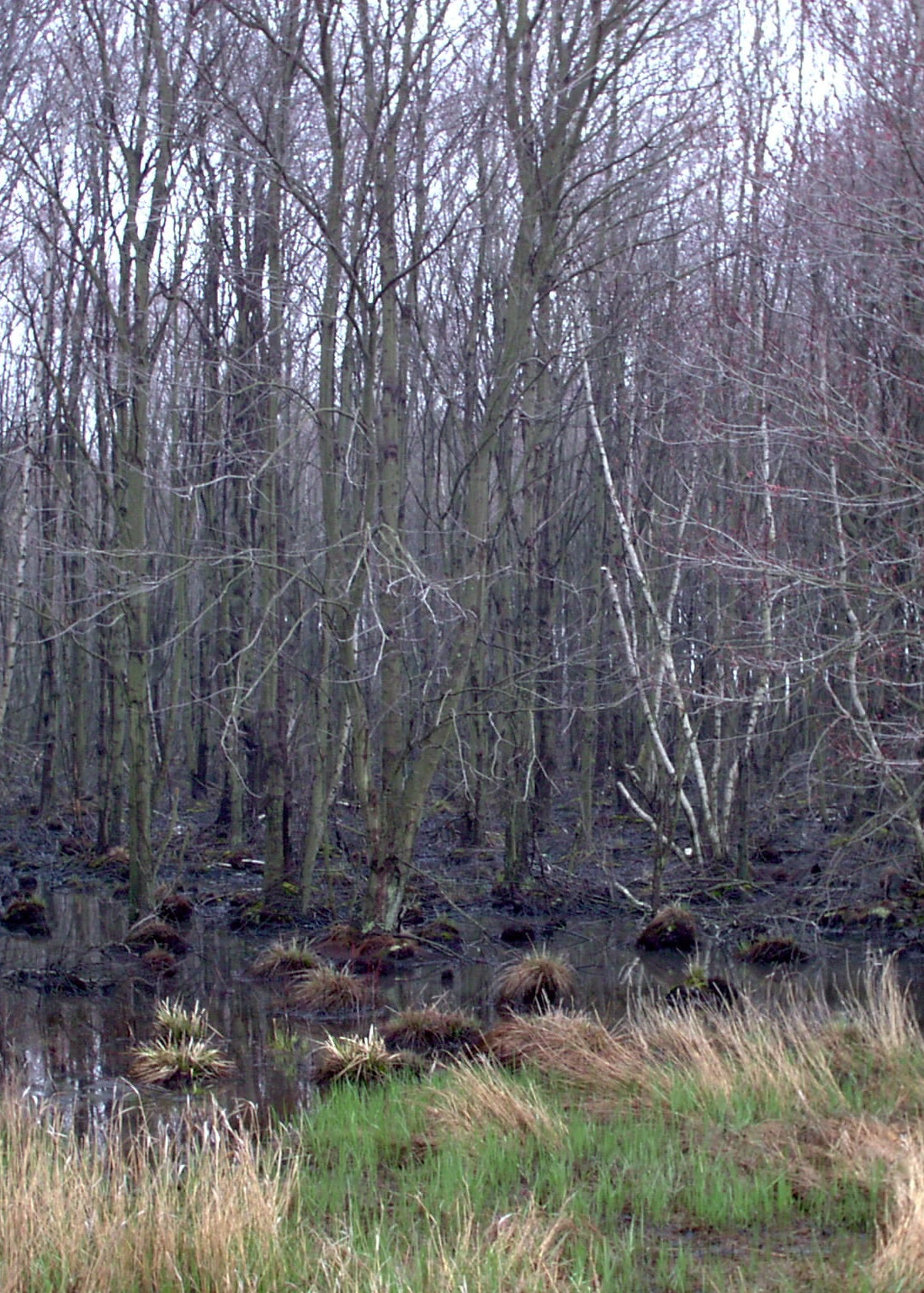 Betula populifolia (Gray Birch)