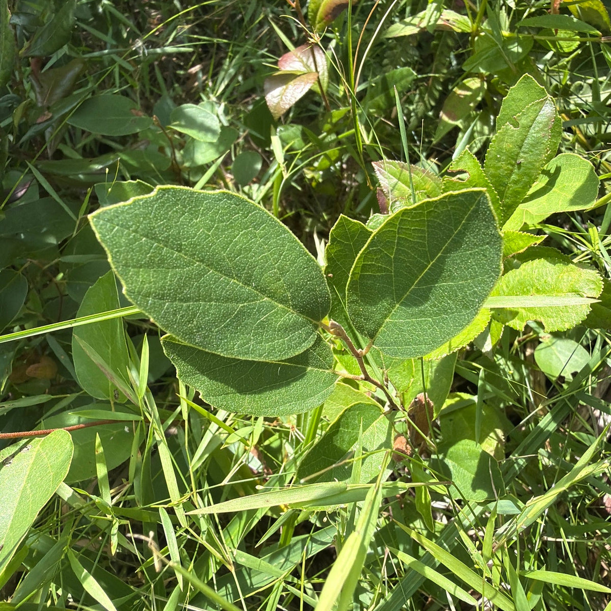 Fothergilla gardenii (Dwarf Fothergilla)