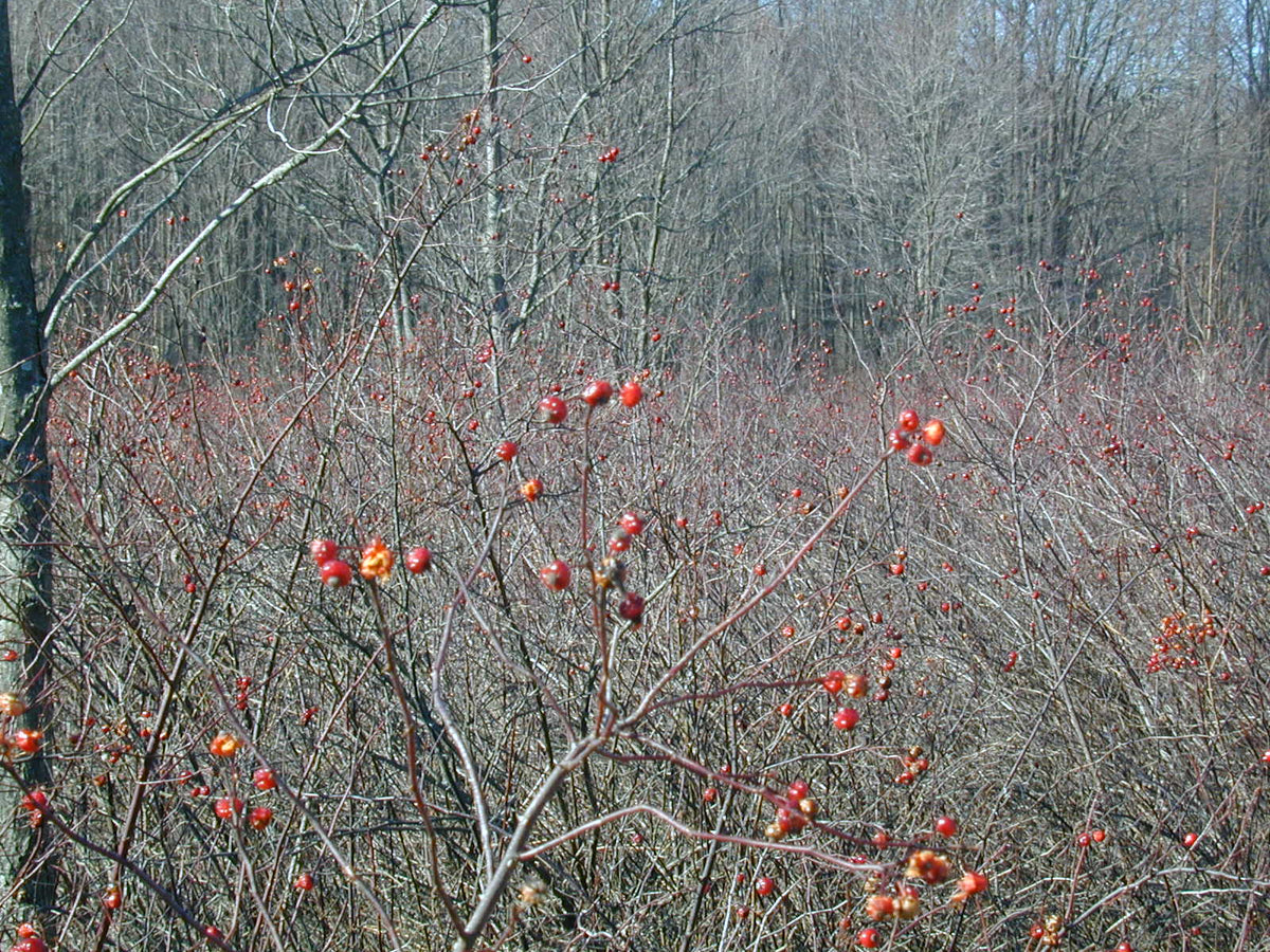 Rosa palustris (Swamp Rose)