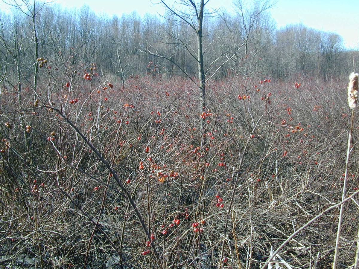 Rosa palustris (Swamp Rose)