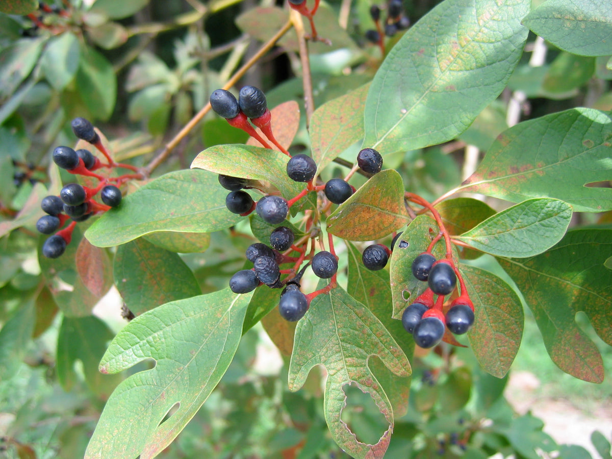Sassafras albidum (Sassafras)