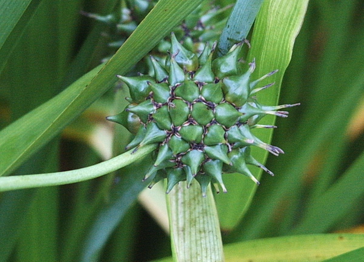 Sparganium eurycarpum (Giant Bur-Reed)