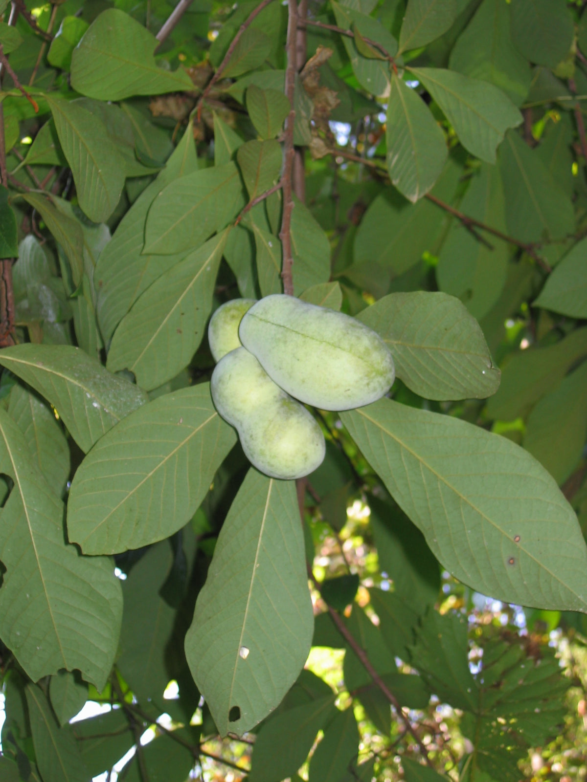 Asimina triloba (Paw-Paw)