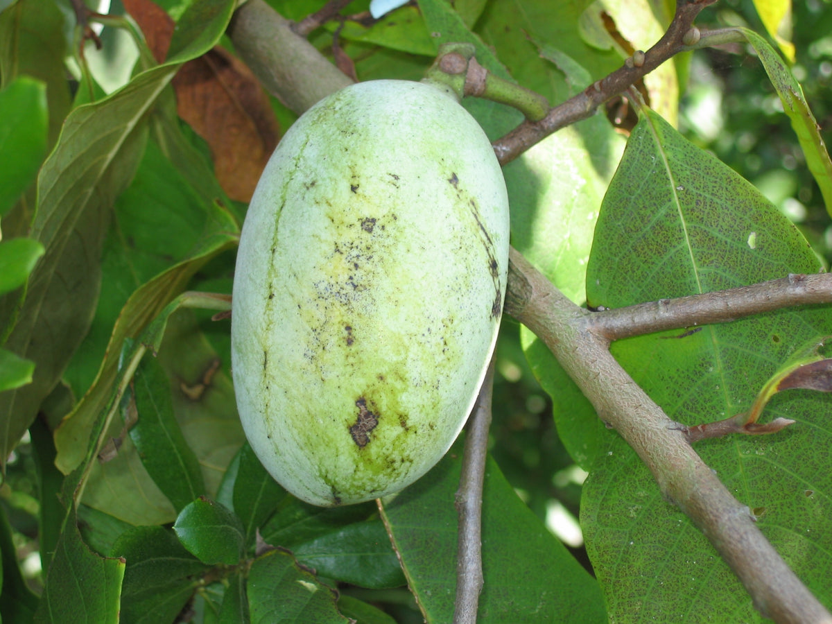 Asimina triloba (Paw-Paw)