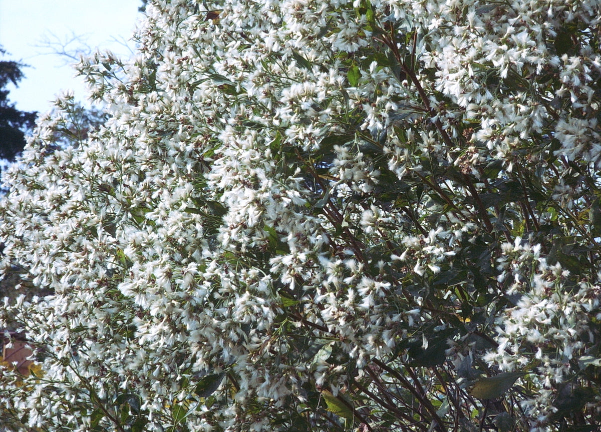 Baccharis halimifolia (Groundseltree)
