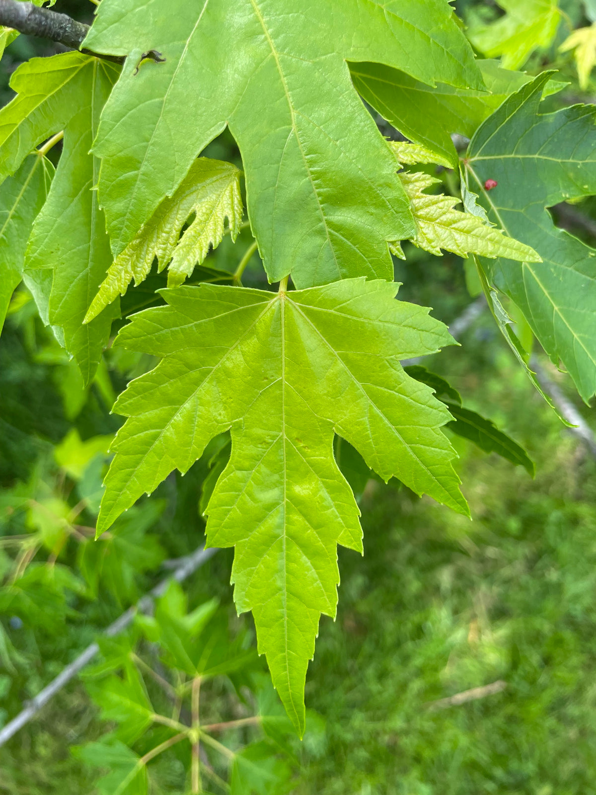 Acer saccharinum (Silver Maple)