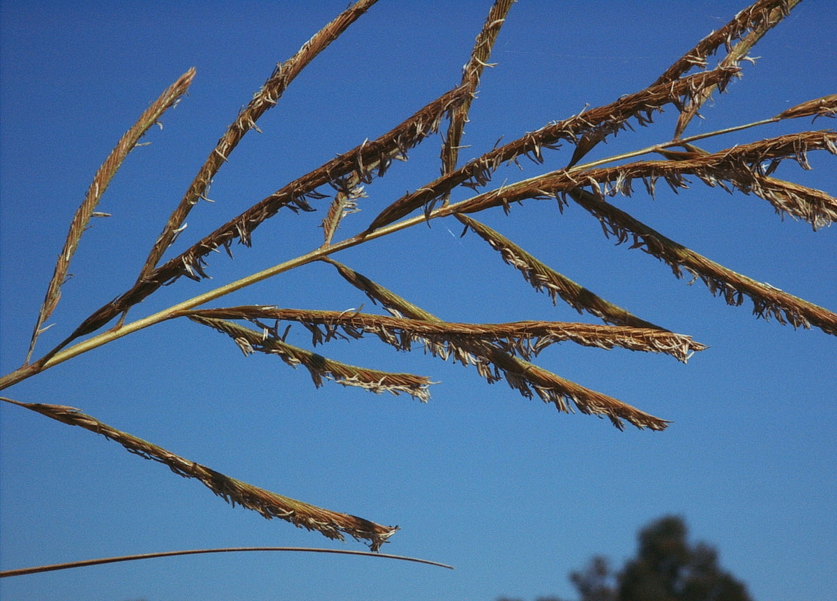 Spartina cynosuroides (Big Cordgrass)