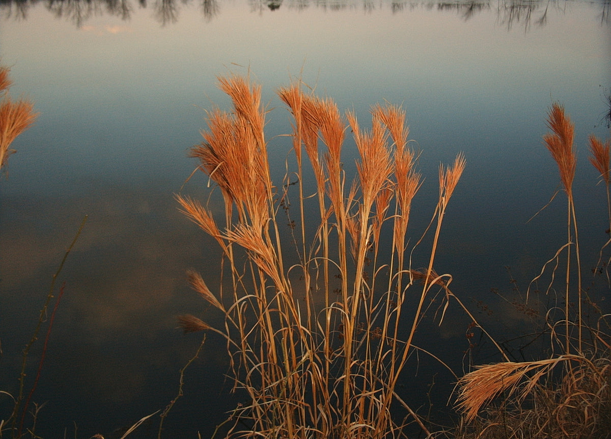 Andropogon glomeratus (Bushy Beardgrass)