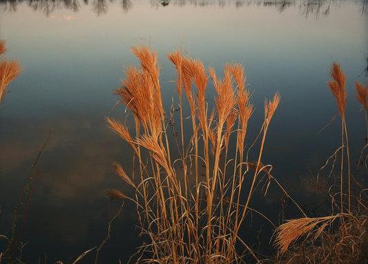 Andropogon glomeratus (Bushy Beardgrass)