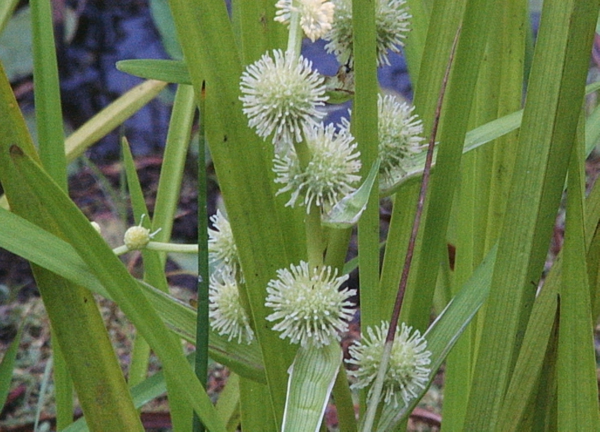 Sparganium americanum (Lesser Bur-Reed)