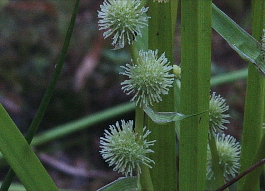 Sparganium americanum (Lesser Bur-Reed)