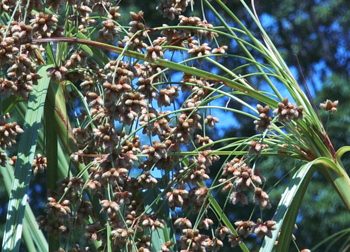 Schoenoplectus cyperinus (Woolgrass)