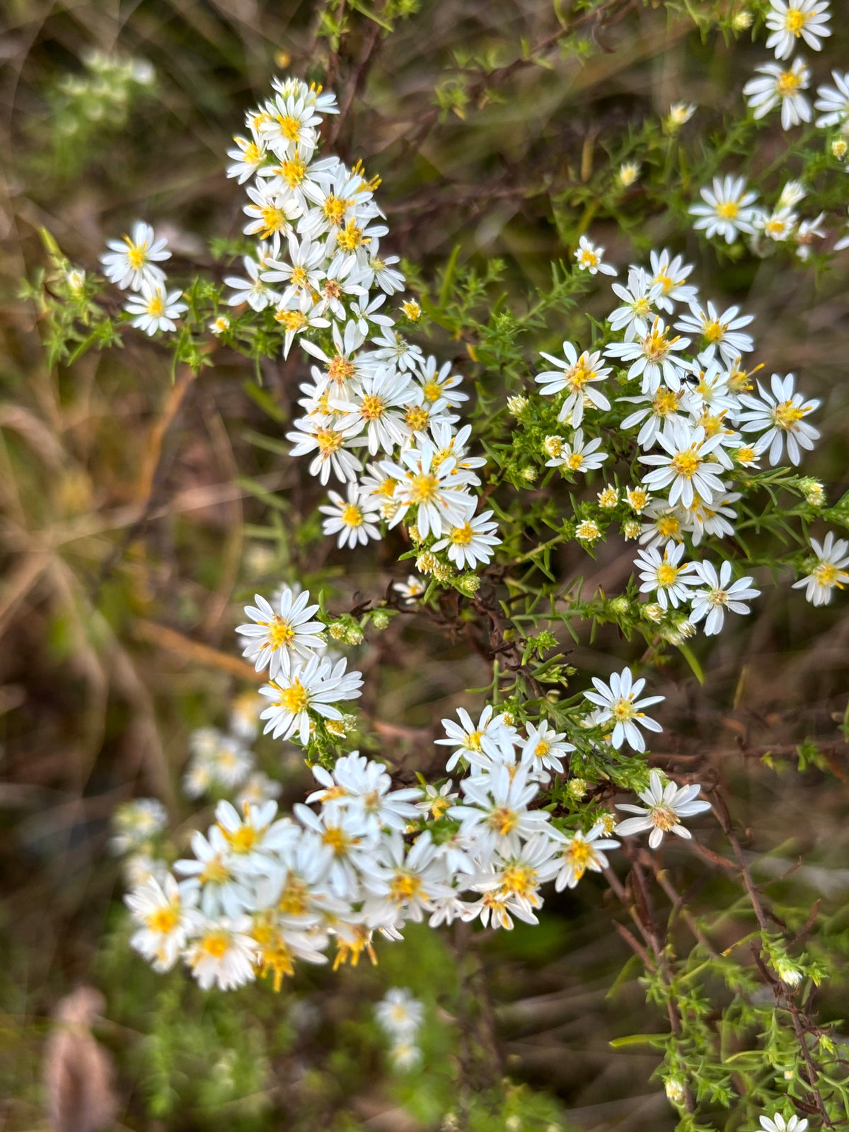 Symphyotrichum ericoides (Heath Aster)