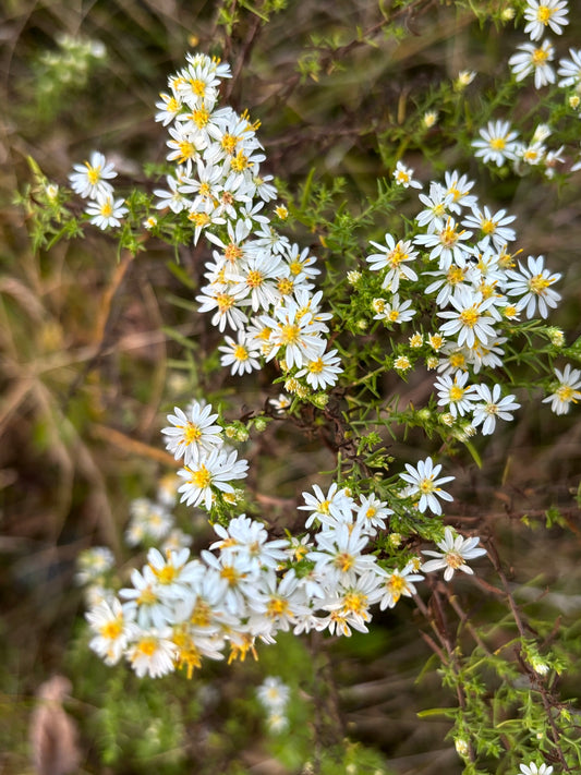 Symphyotrichum ericoides (Heath Aster)