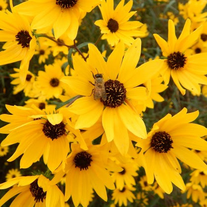 Helianthus angustifolius (Swamp Sunflower)