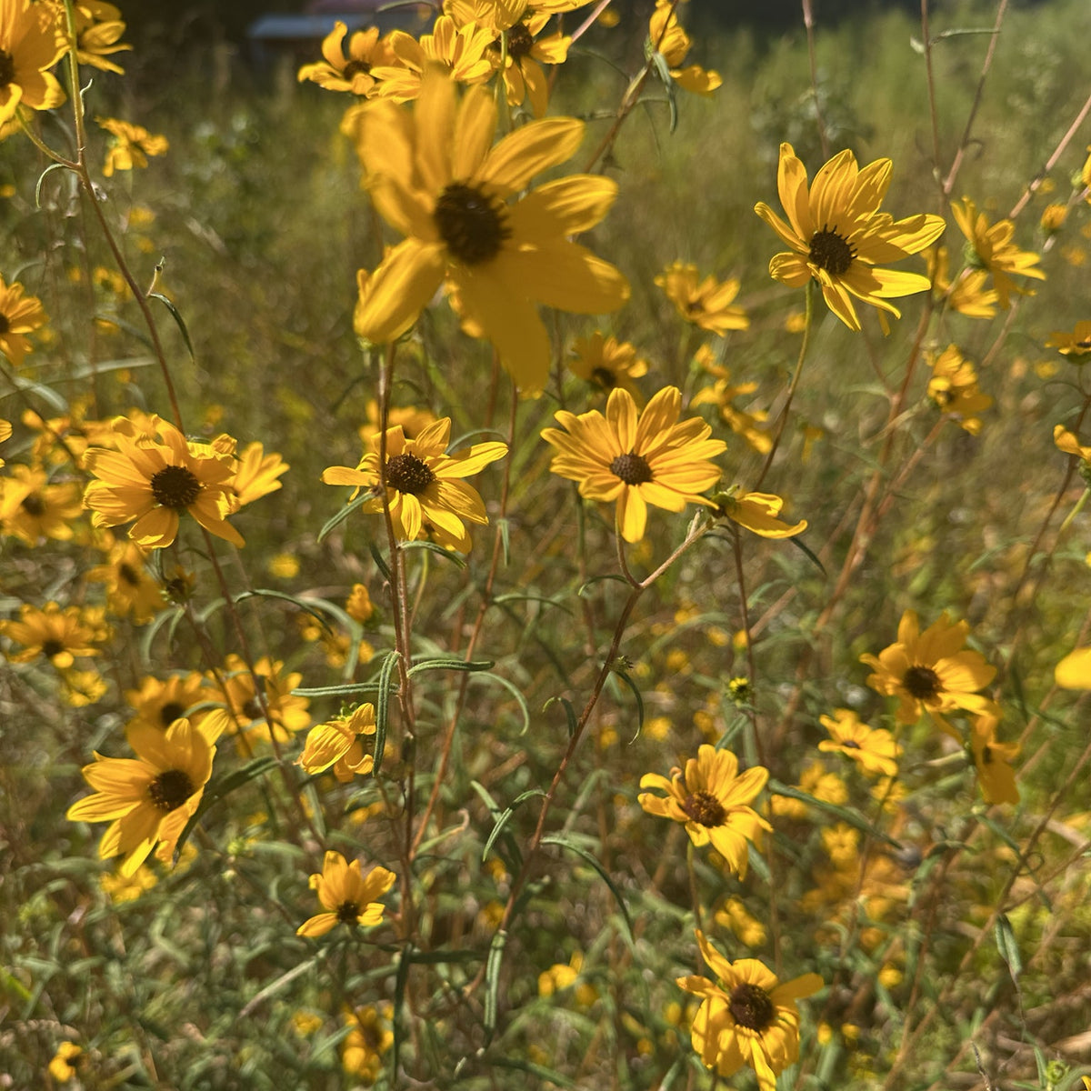Helianthus angustifolius (Swamp Sunflower)