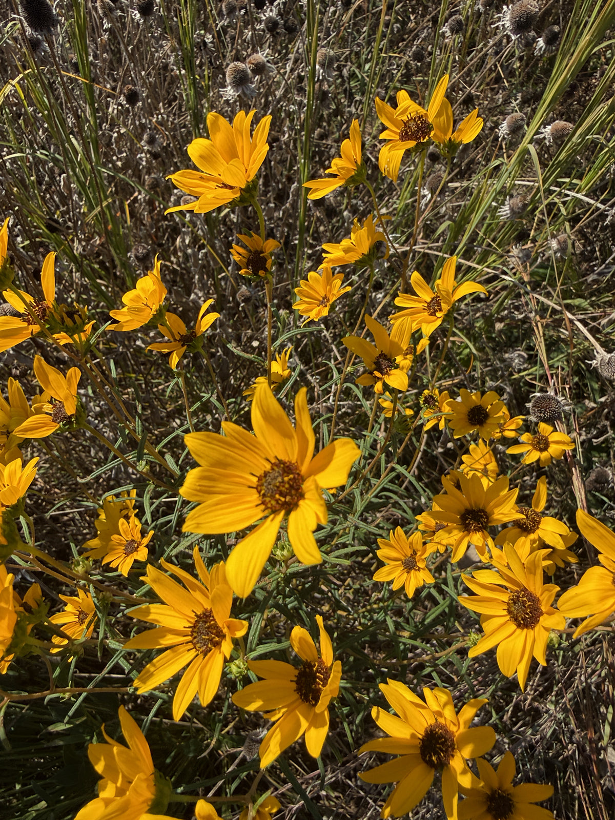Helianthus angustifolius (Swamp Sunflower)