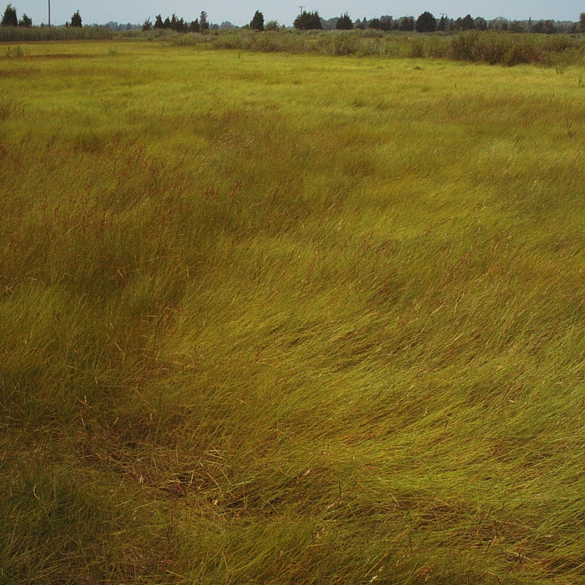 Juncus gerardii (Black Grass)