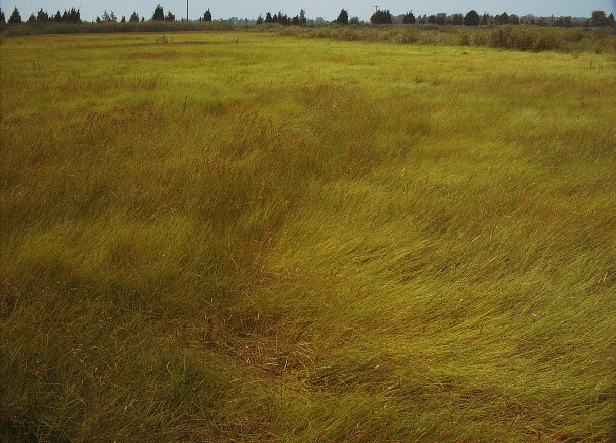 Spartina patens (Salt Meadow Cordgrass)