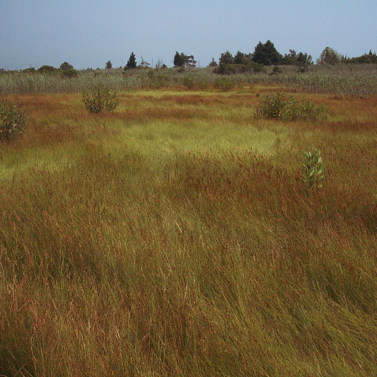 Juncus gerardii (Black Grass)