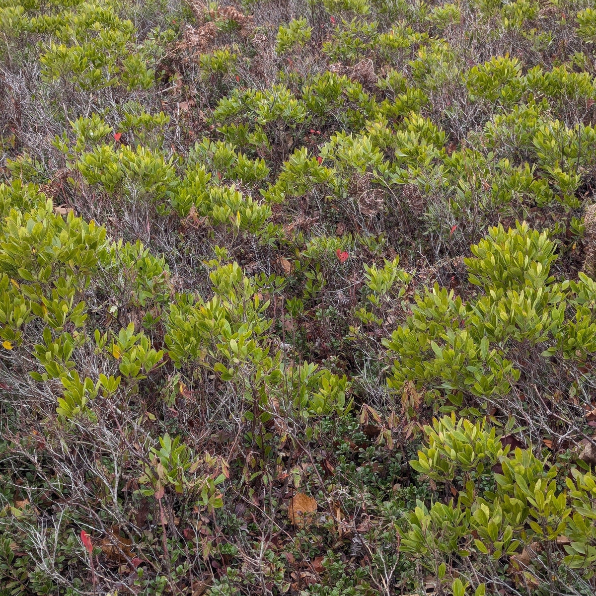 Ilex glabra (Inkberry)