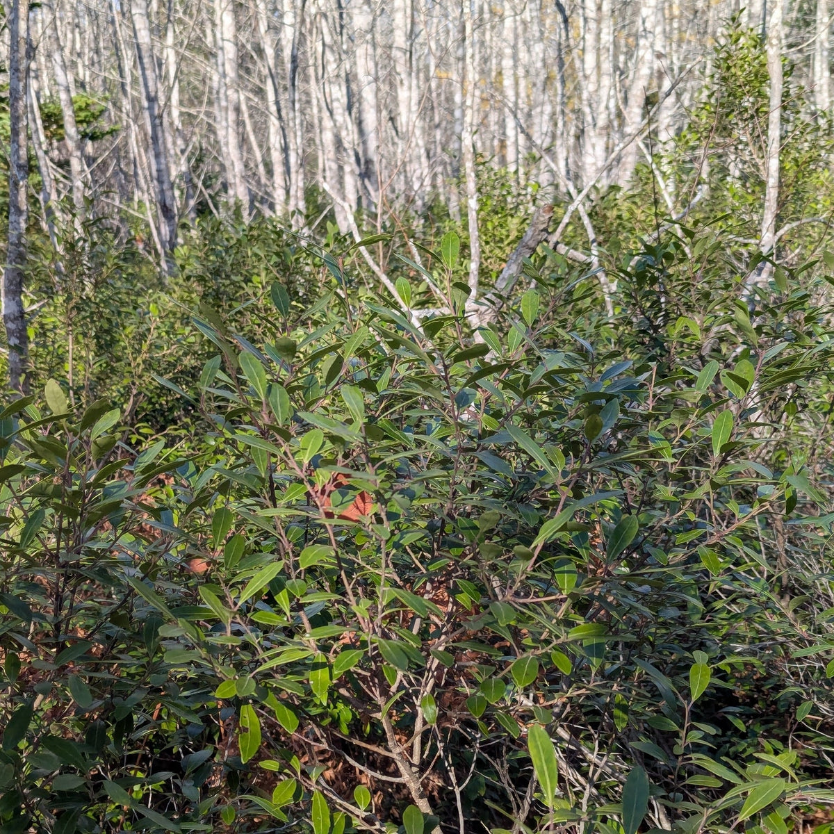 Ilex glabra (Inkberry)