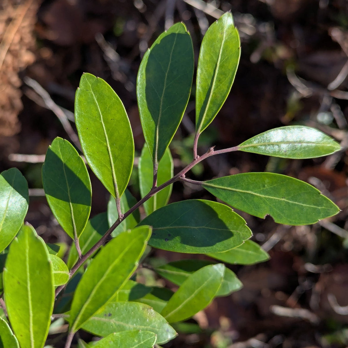 Ilex glabra (Inkberry)