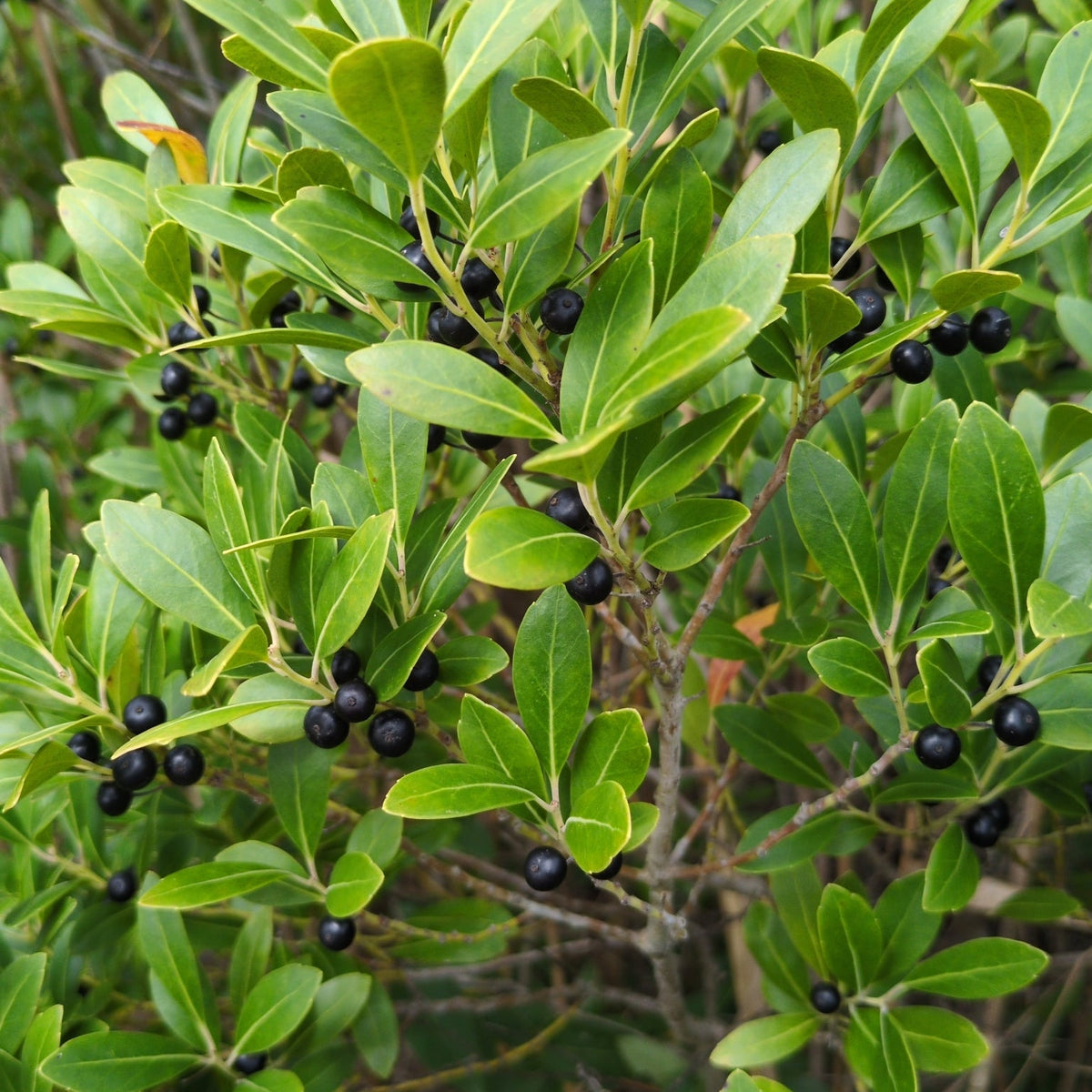 Ilex glabra (Inkberry)