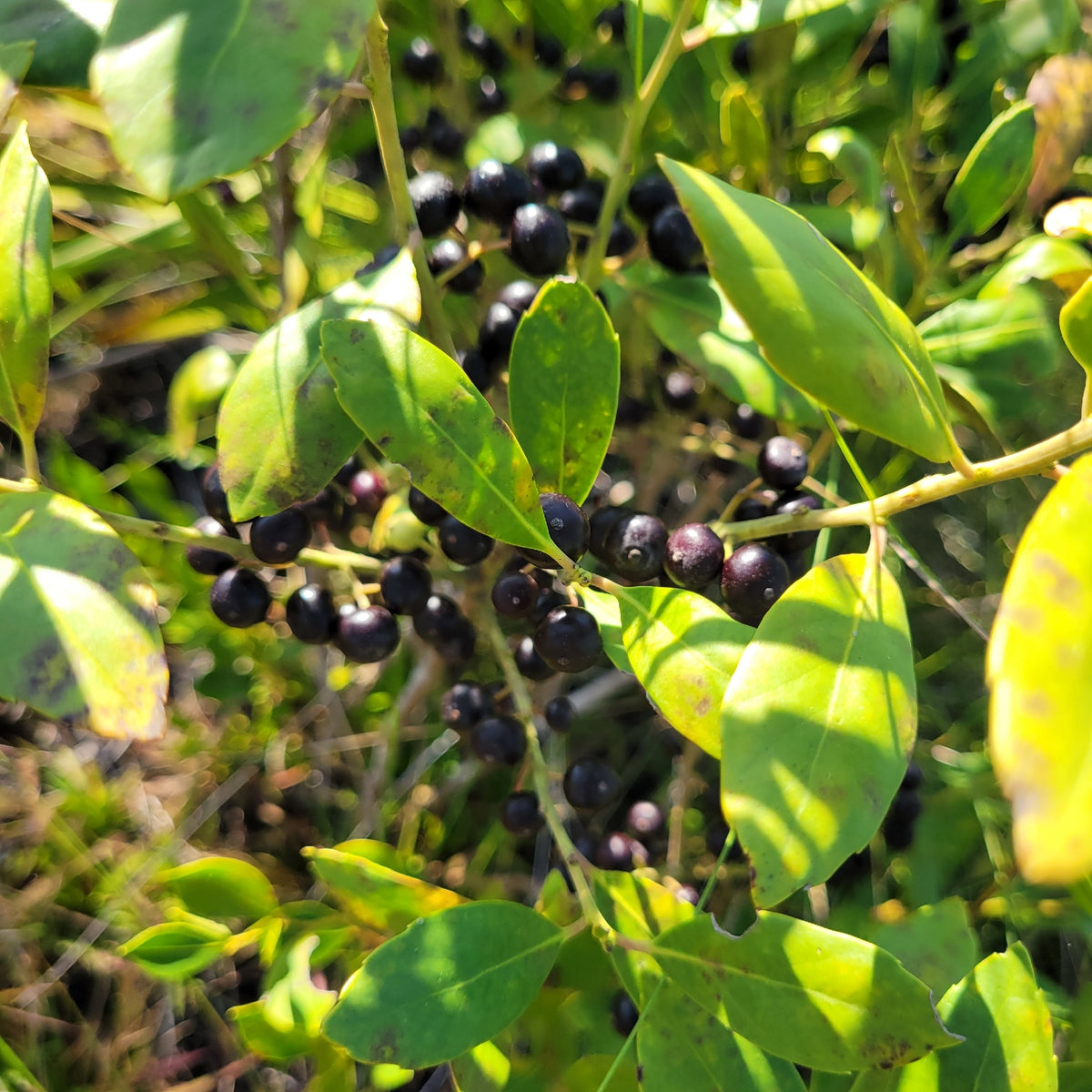 Ilex glabra (Inkberry)