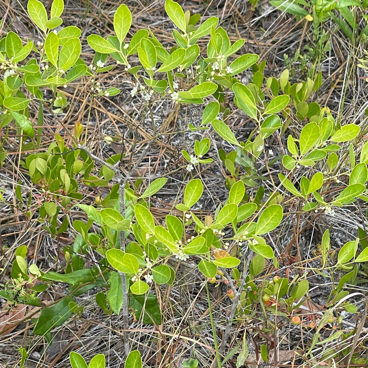 Ilex glabra (Inkberry)
