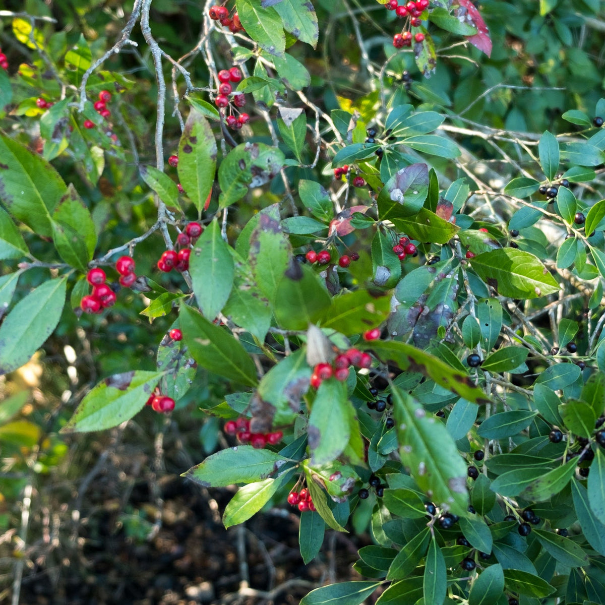 Ilex glabra (Inkberry)