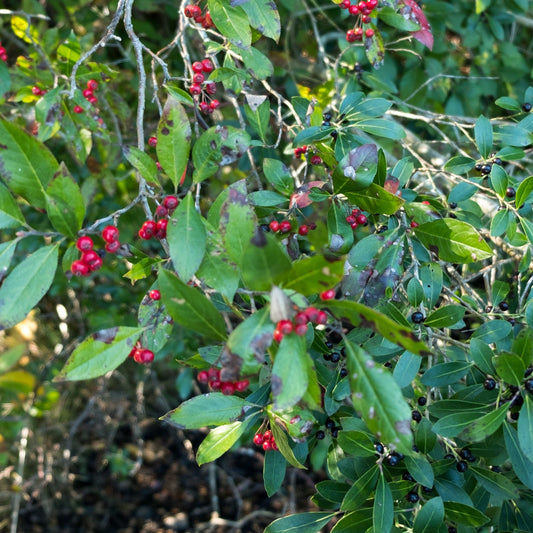 Ilex glabra (Inkberry)