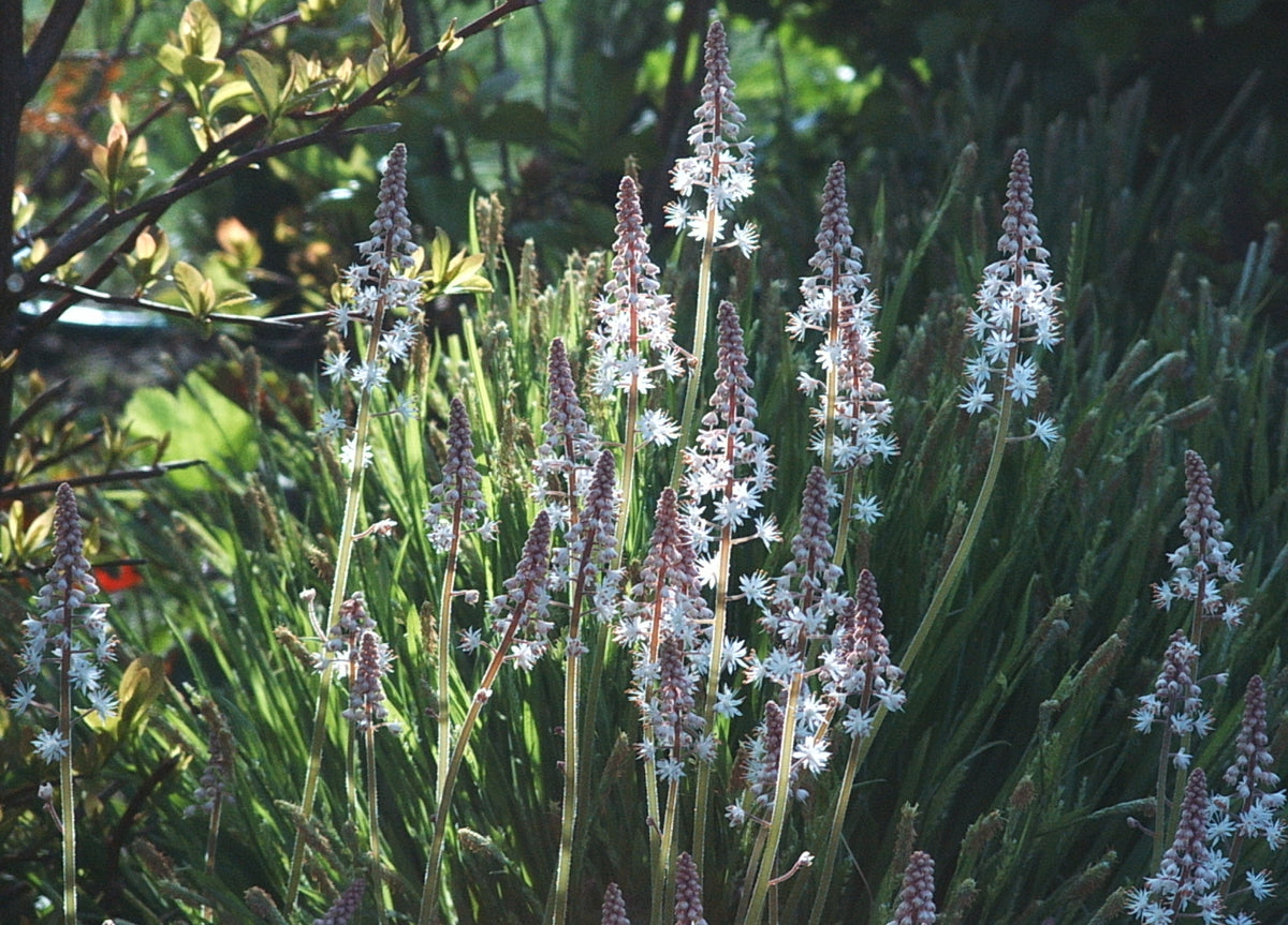 Tiarella cordifolia (Foam-Flower)