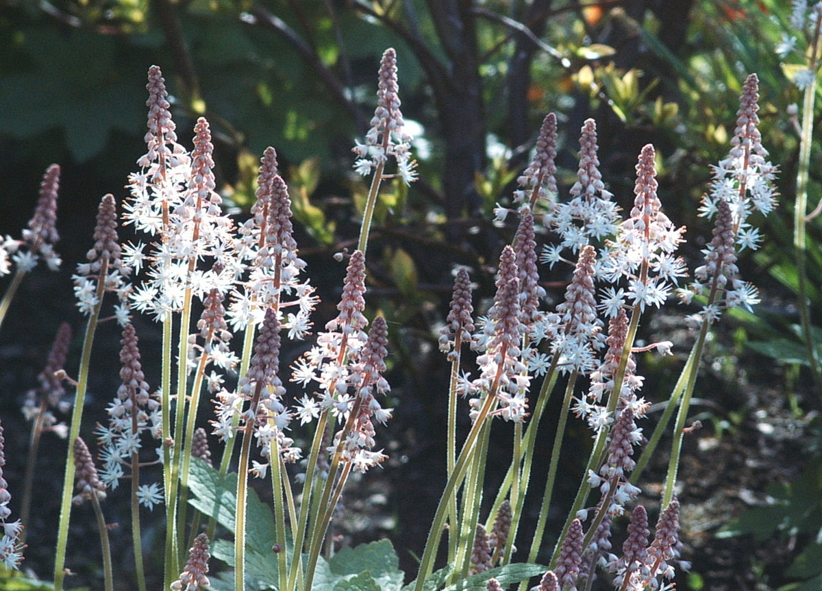Tiarella cordifolia (Foam-Flower)