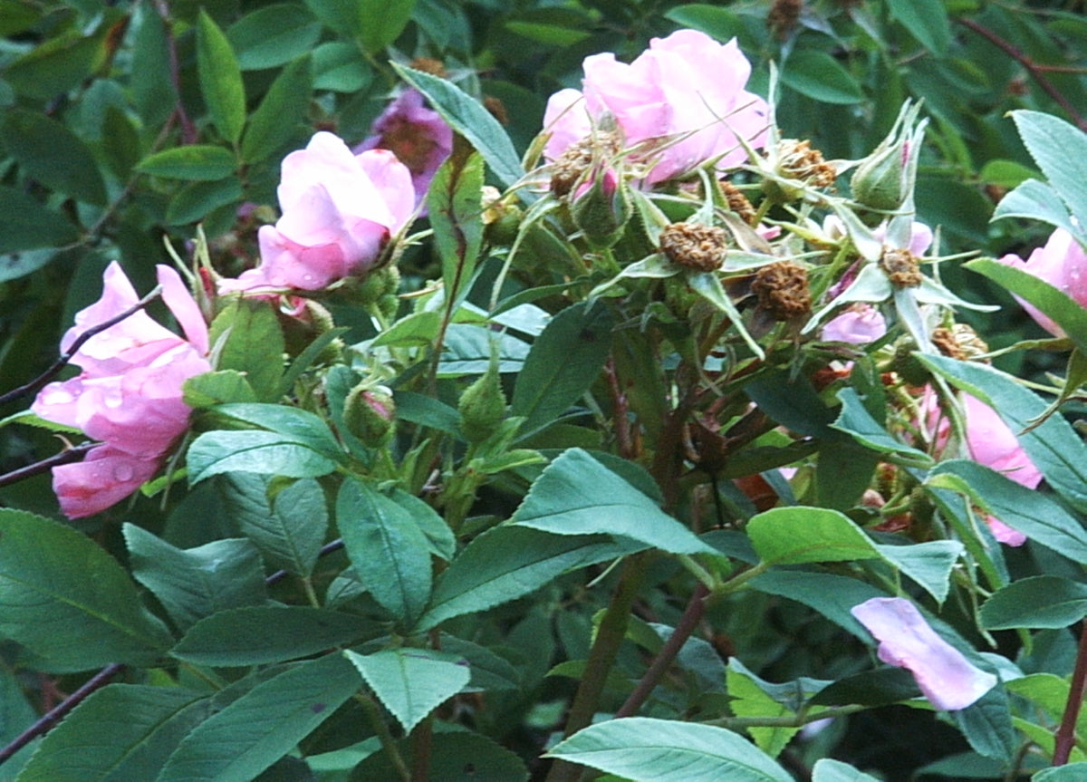 Rosa palustris (Swamp Rose)