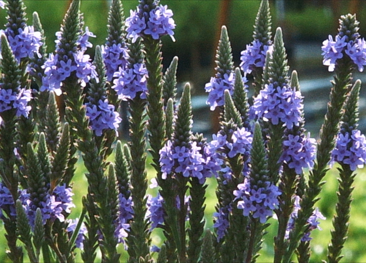 Verbena hastata (Blue Vervain)
