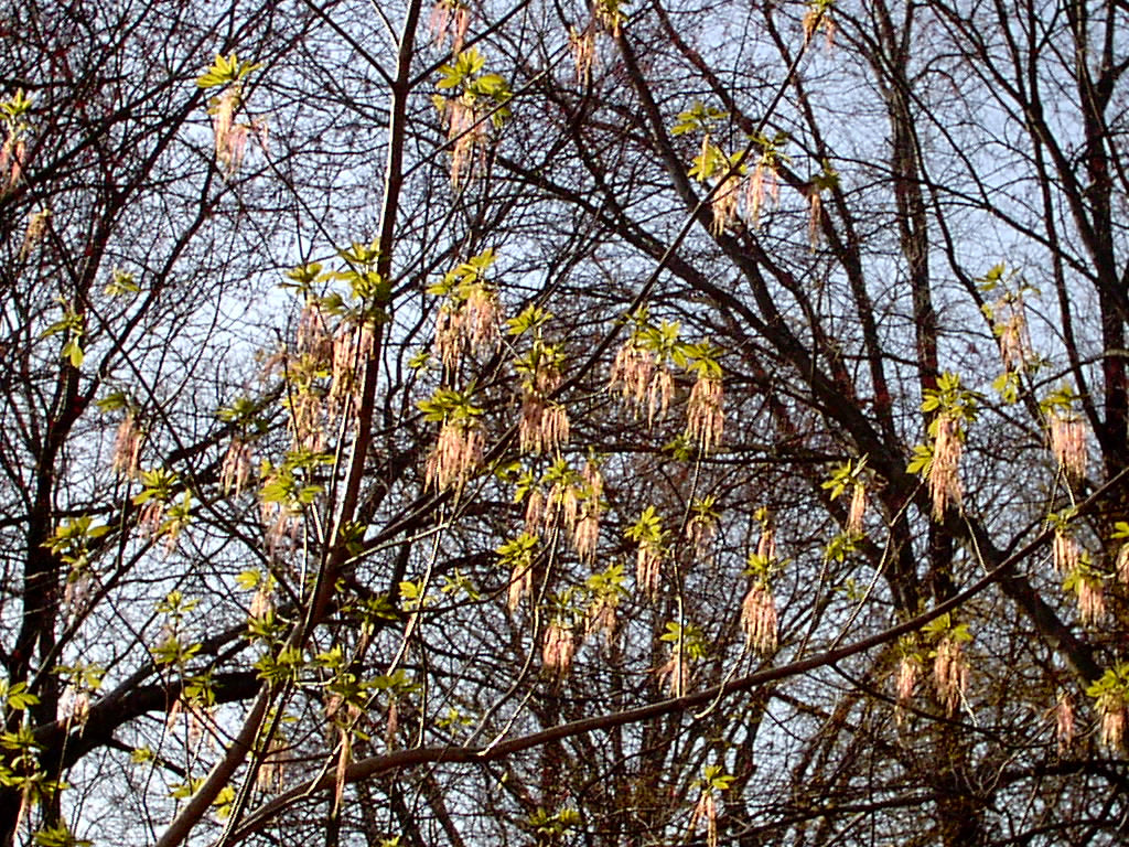 Acer negundo (Boxelder)