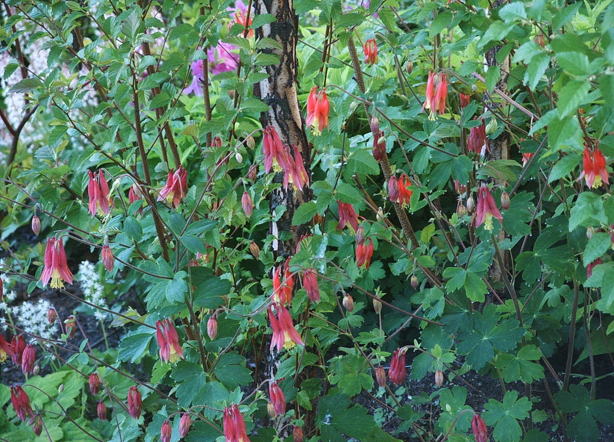 Aquilegia canadensis (Columbine)