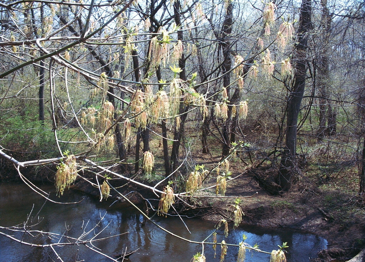 Acer negundo (Boxelder)