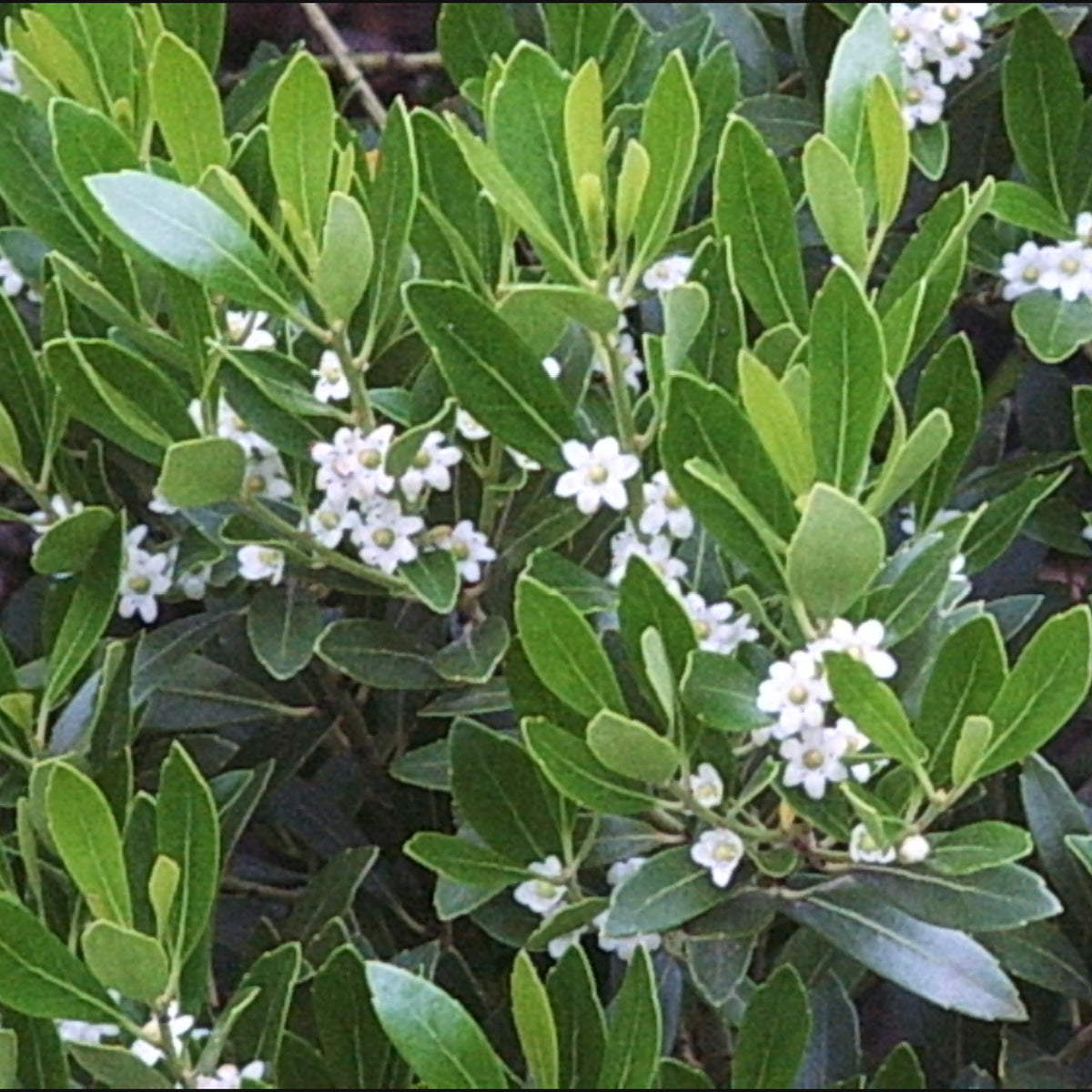 Ilex glabra (Inkberry)