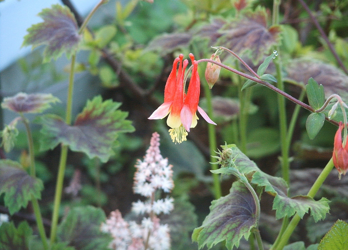 Aquilegia canadensis (Columbine)