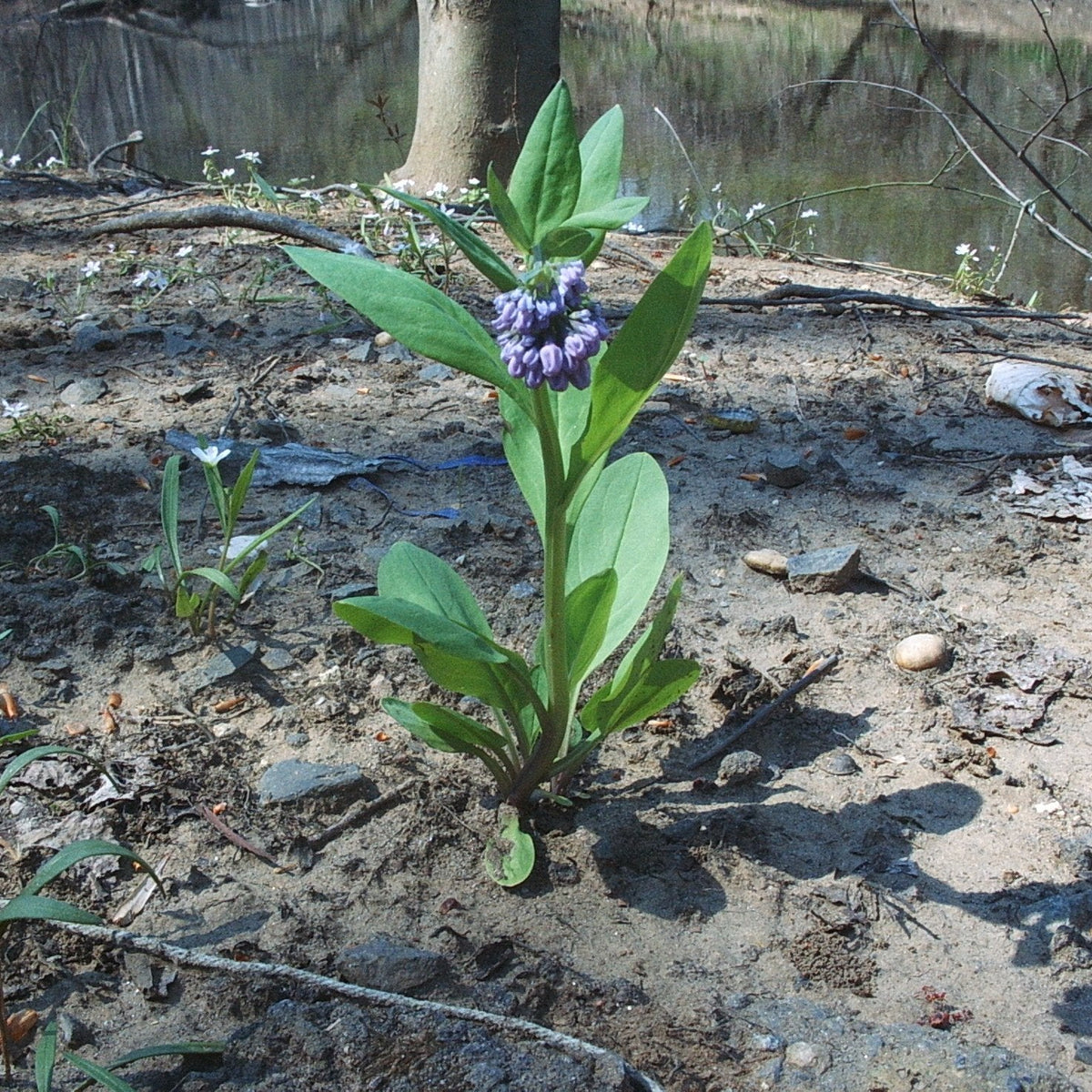 Mertensia virginica (Virginia Bluebells)